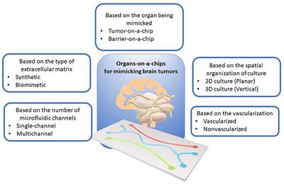 Hybrid-integrated devices for mimicking malignant brain tumors (“tumor-on-a-chip”) for in vitro development of targeted drug delivery and personalized therapy approaches